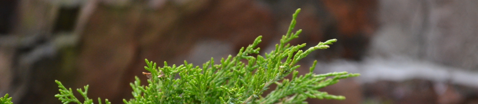 Voima tehdä Jumalan tahto